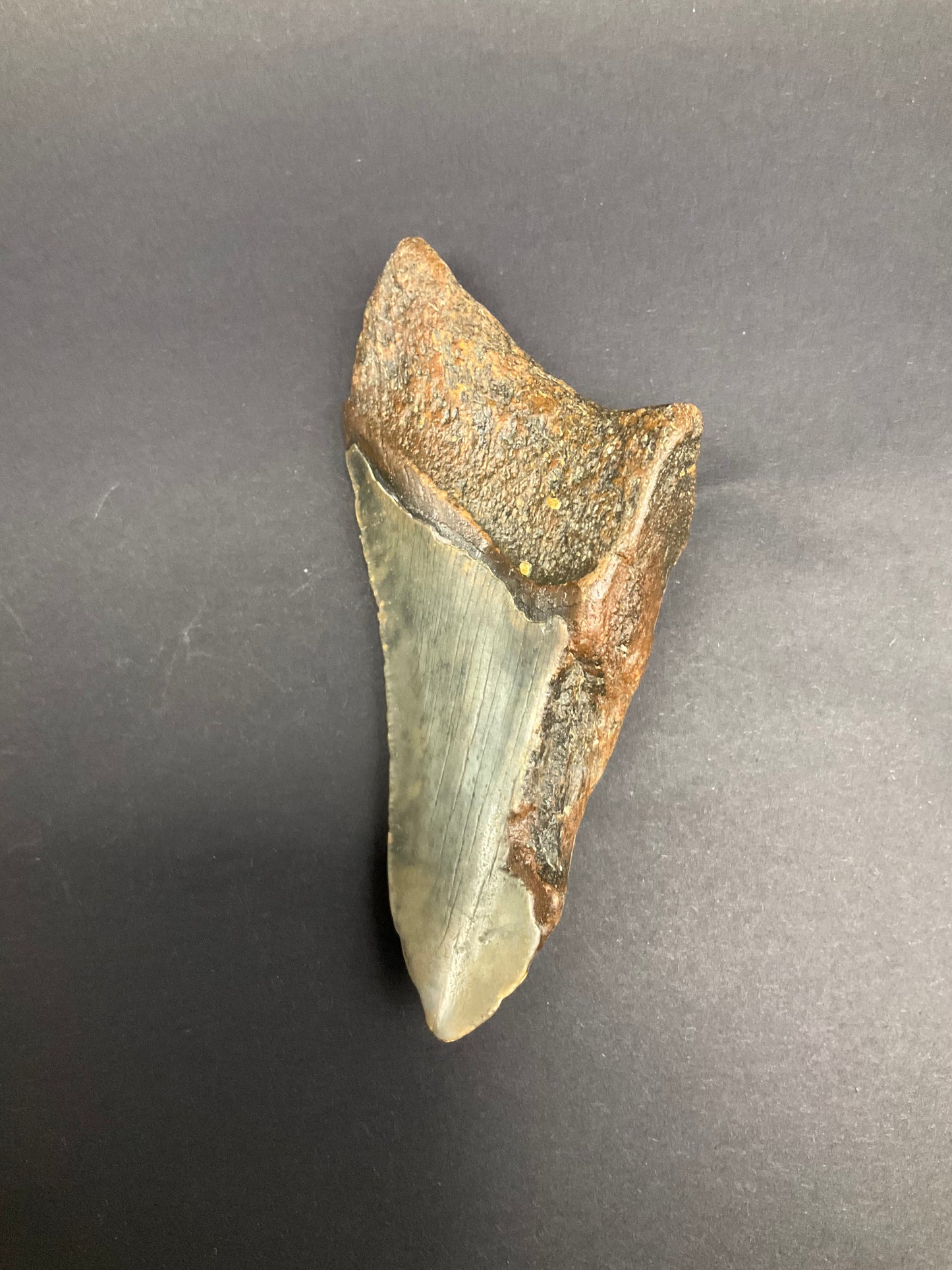 Shark Megalodon Collection #04
