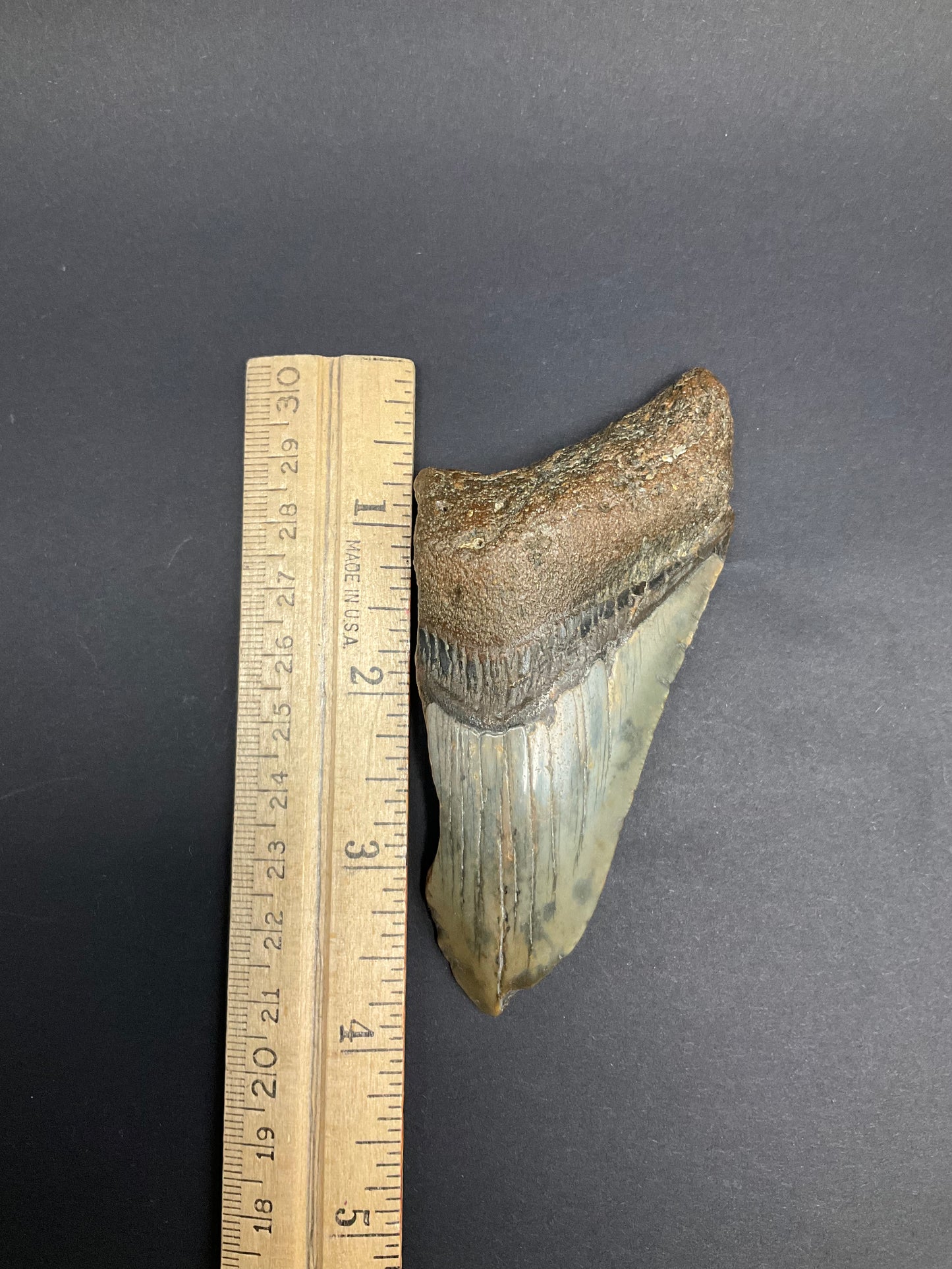 Shark Megalodon Collection #04