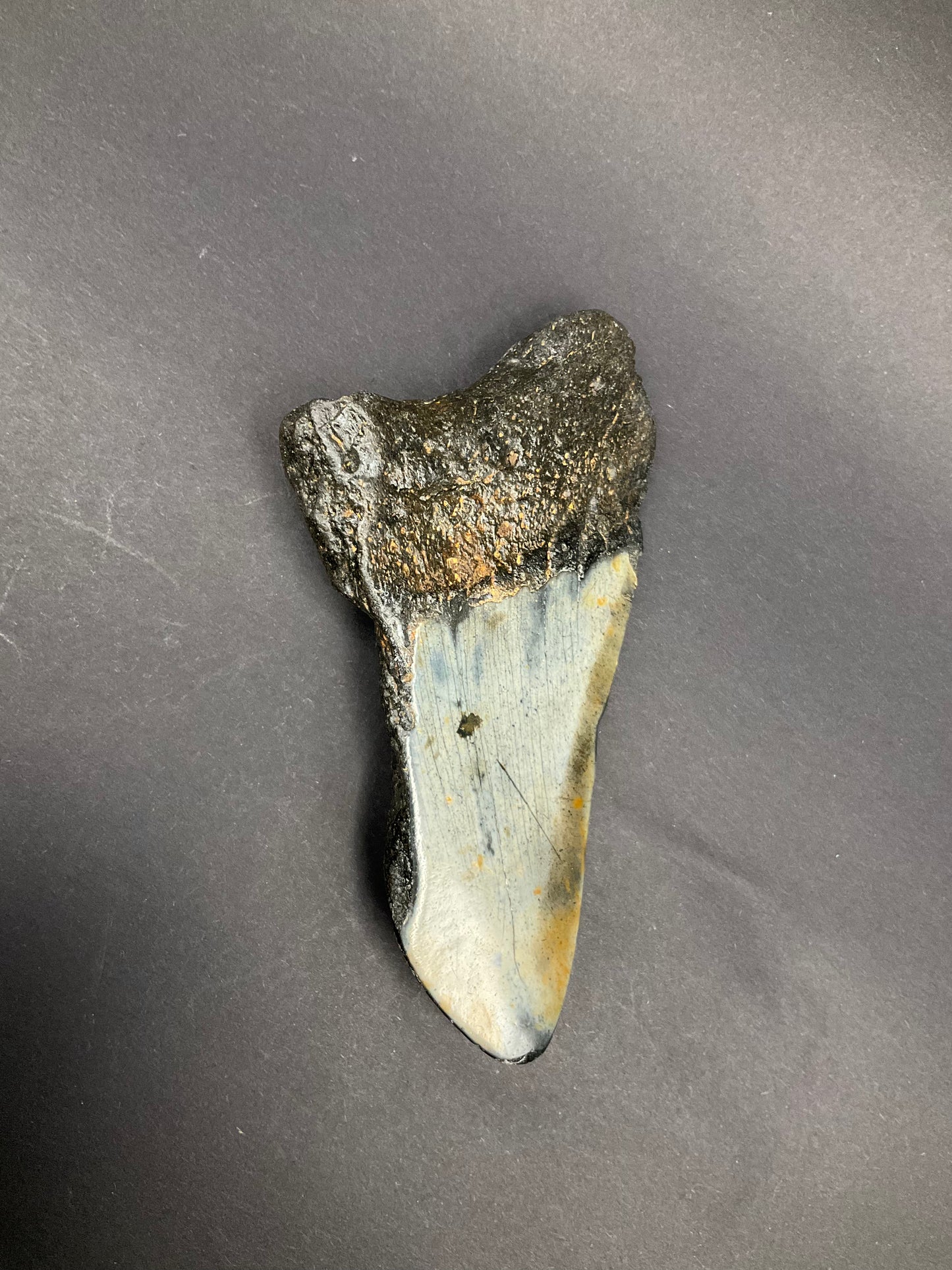 Shark Megalodon Collection #05
