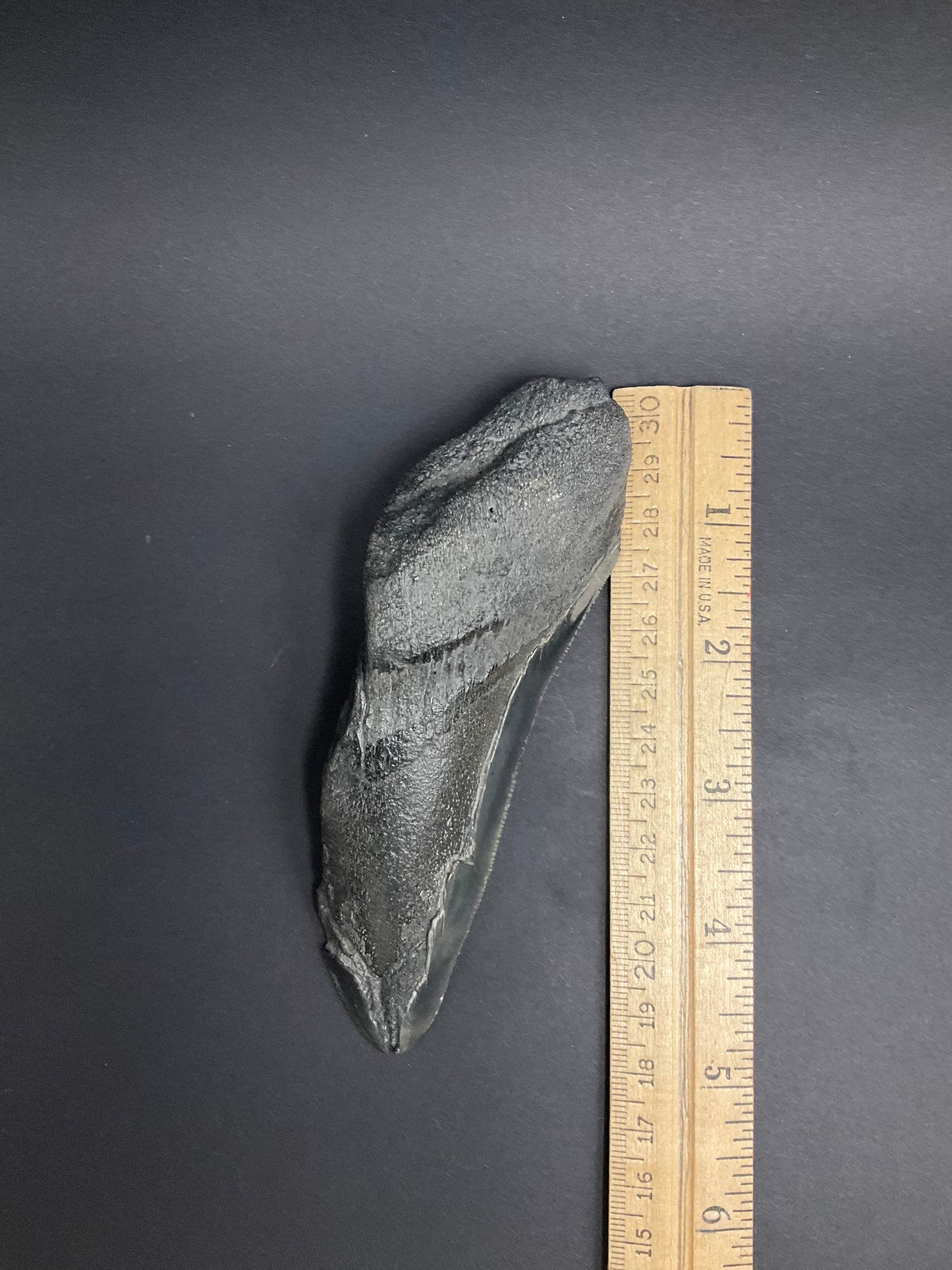 Shark Megalodon Collection #09