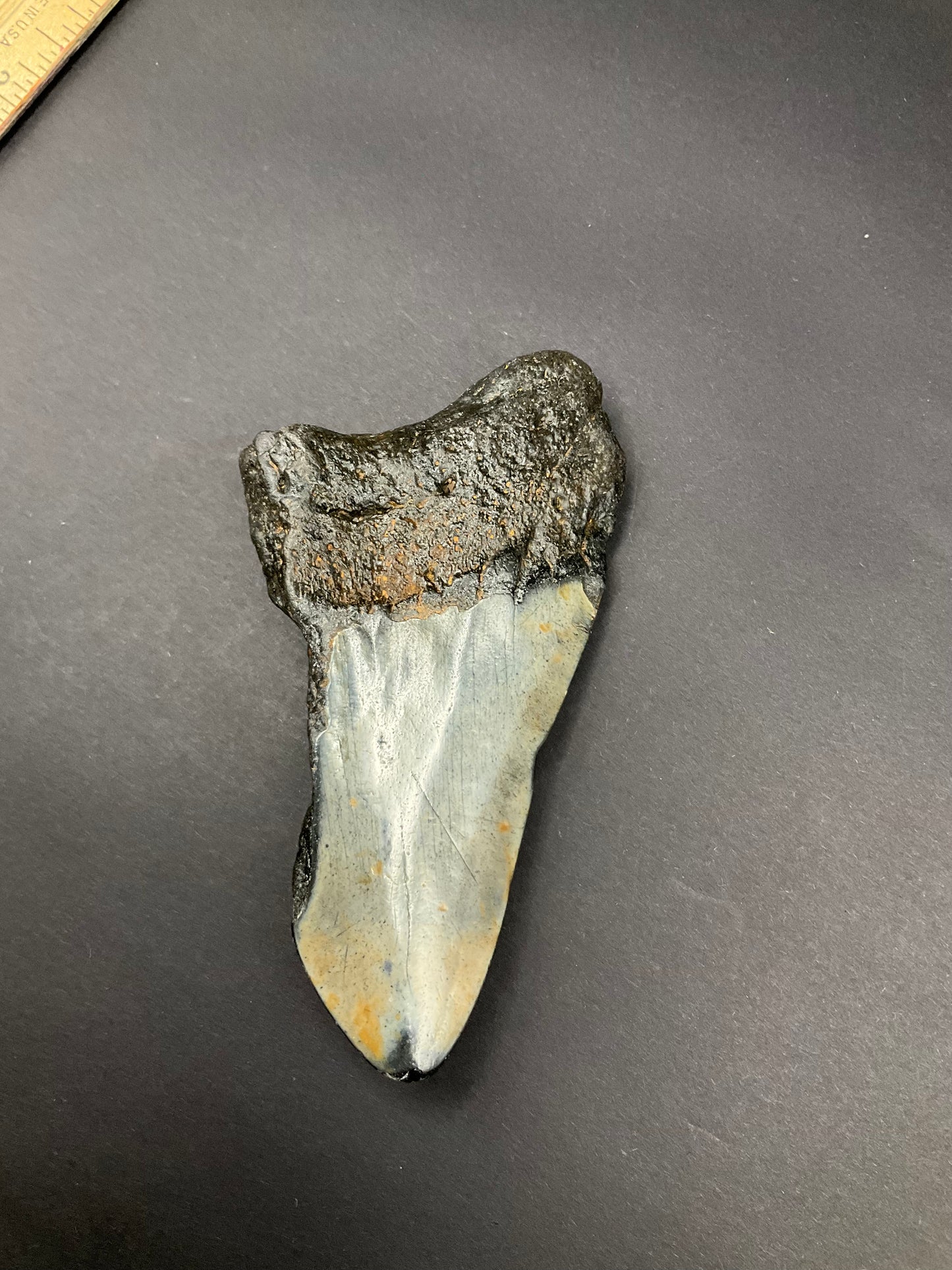 Shark Megalodon Collection #05