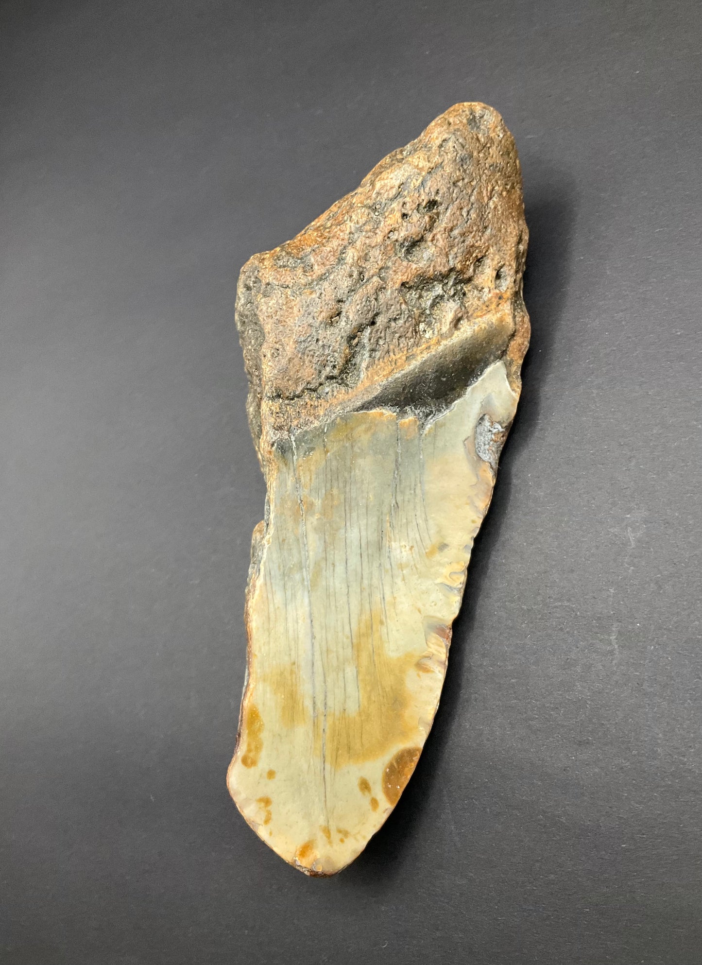 Shark Megalodon Collection #08