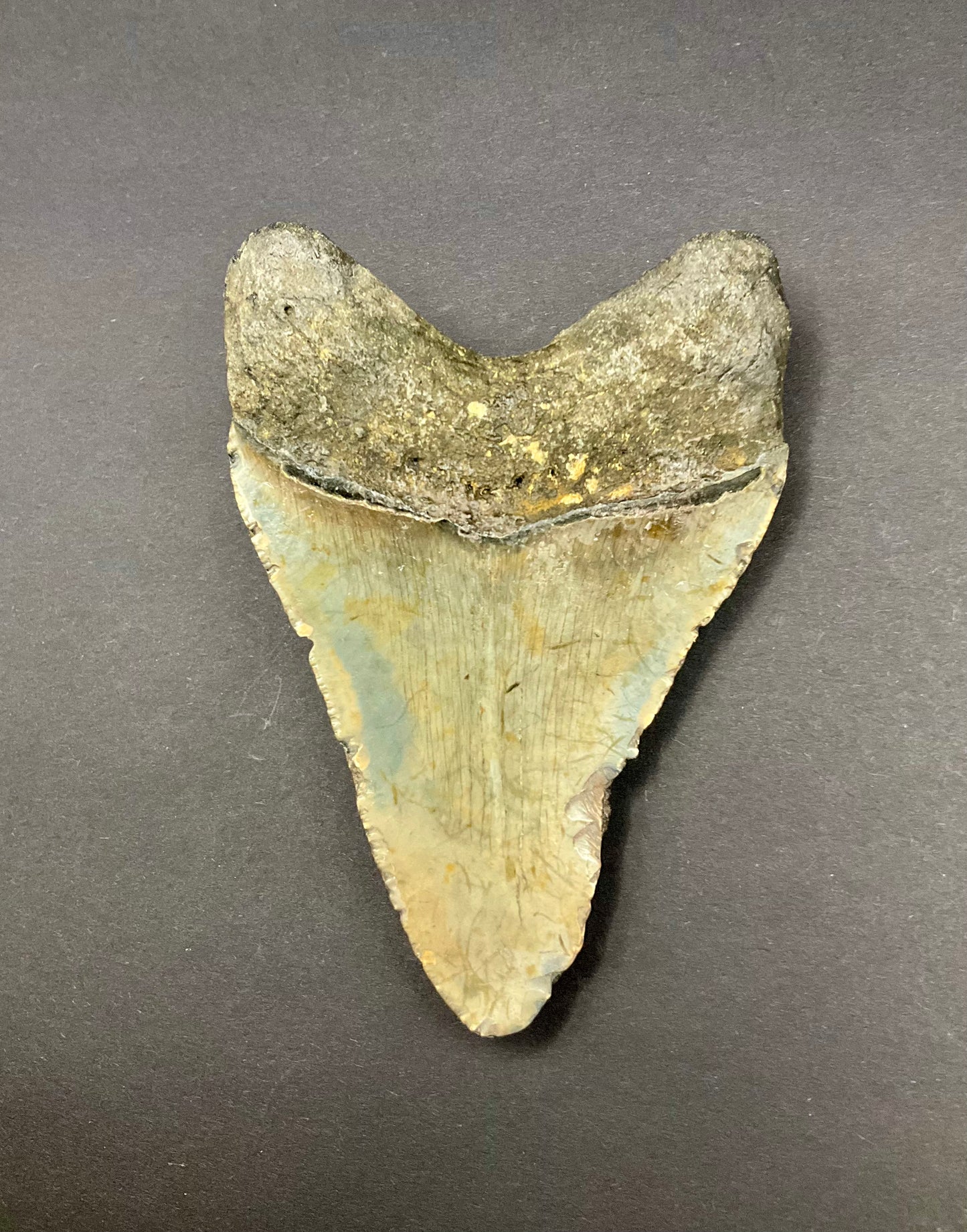 Shark Megalodon Collection #07